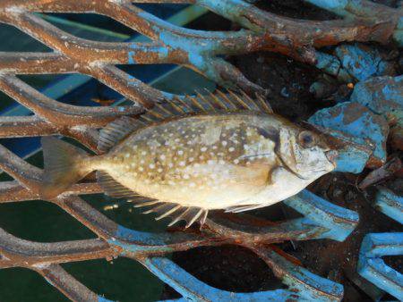オリジナルメーカー海づり公園(市原市海づり施設) 釣果