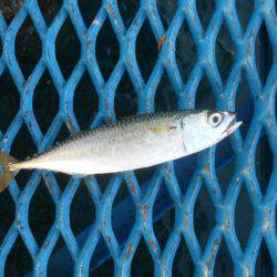 オリジナルメーカー海づり公園(市原市海づり施設) 釣果