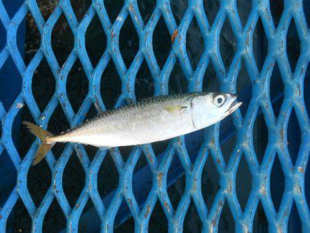 オリジナルメーカー海づり公園(市原市海づり施設) 釣果