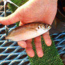 オリジナルメーカー海づり公園(市原市海づり施設) 釣果
