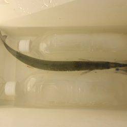 オリジナルメーカー海づり公園(市原市海づり施設) 釣果