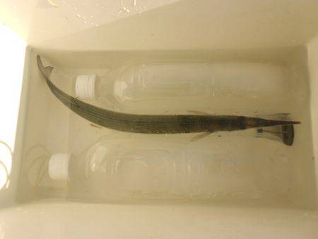 オリジナルメーカー海づり公園(市原市海づり施設) 釣果