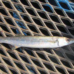 オリジナルメーカー海づり公園(市原市海づり施設) 釣果