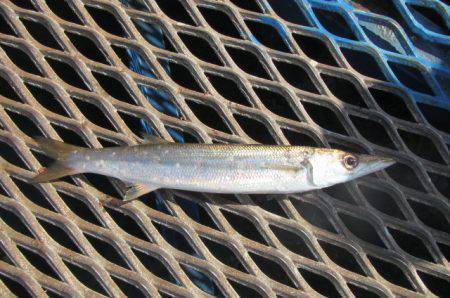 オリジナルメーカー海づり公園(市原市海づり施設) 釣果