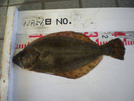 姫路市立遊魚センター 釣果