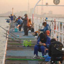 オリジナルメーカー海づり公園(市原市海づり施設) 釣果