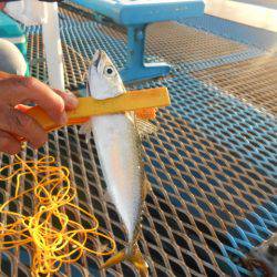 オリジナルメーカー海づり公園(市原市海づり施設) 釣果