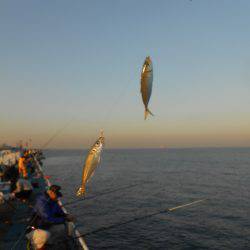 オリジナルメーカー海づり公園(市原市海づり施設) 釣果