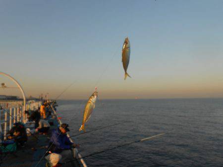 オリジナルメーカー海づり公園(市原市海づり施設) 釣果