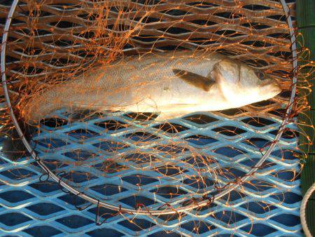 オリジナルメーカー海づり公園(市原市海づり施設) 釣果