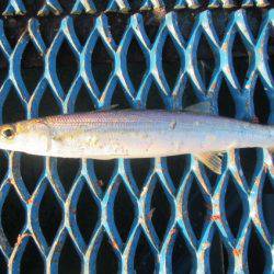 オリジナルメーカー海づり公園(市原市海づり施設) 釣果