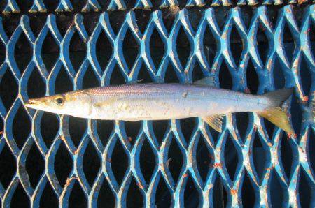 オリジナルメーカー海づり公園(市原市海づり施設) 釣果