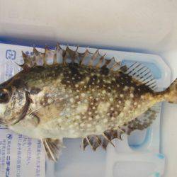 オリジナルメーカー海づり公園(市原市海づり施設) 釣果