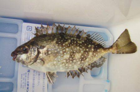 オリジナルメーカー海づり公園(市原市海づり施設) 釣果