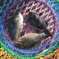 オリジナルメーカー海づり公園(市原市海づり施設) 釣果