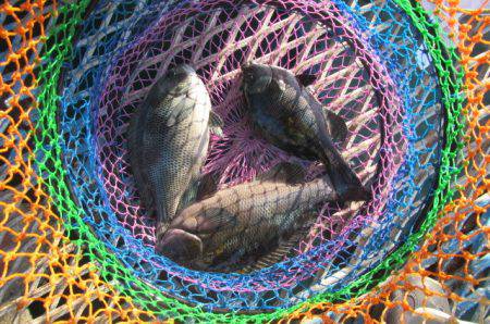 オリジナルメーカー海づり公園(市原市海づり施設) 釣果