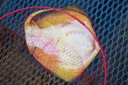 オリジナルメーカー海づり公園(市原市海づり施設) 釣果