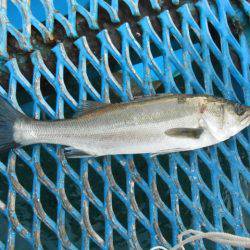 オリジナルメーカー海づり公園(市原市海づり施設) 釣果