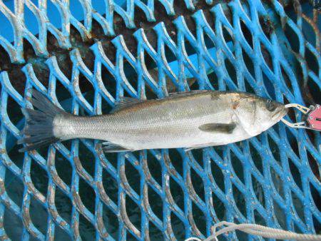 オリジナルメーカー海づり公園(市原市海づり…