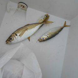 オリジナルメーカー海づり公園(市原市海づり施設) 釣果