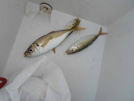 オリジナルメーカー海づり公園(市原市海づり施設) 釣果