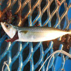 オリジナルメーカー海づり公園(市原市海づり施設) 釣果