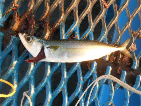 オリジナルメーカー海づり公園(市原市海づり施設) 釣果