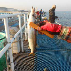 オリジナルメーカー海づり公園(市原市海づり施設) 釣果