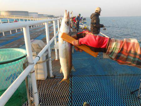 オリジナルメーカー海づり公園(市原市海づり施設) 釣果