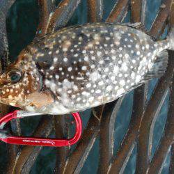 オリジナルメーカー海づり公園(市原市海づり施設) 釣果