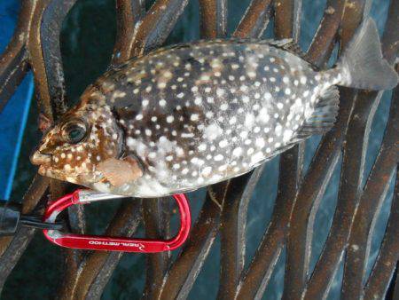 オリジナルメーカー海づり公園(市原市海づり施設) 釣果