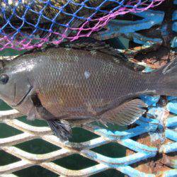 オリジナルメーカー海づり公園(市原市海づり施設) 釣果