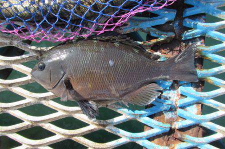 オリジナルメーカー海づり公園(市原市海づり施設) 釣果