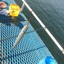 オリジナルメーカー海づり公園(市原市海づり施設) 釣果