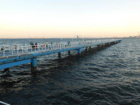 オリジナルメーカー海づり公園(市原市海づり施設) 釣果