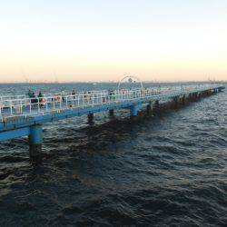 オリジナルメーカー海づり公園(市原市海づり施設) 釣果