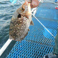 オリジナルメーカー海づり公園(市原市海づり施設) 釣果