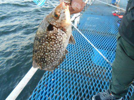 オリジナルメーカー海づり公園(市原市海づり施設) 釣果