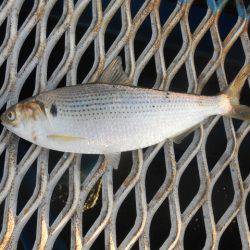 オリジナルメーカー海づり公園(市原市海づり施設) 釣果