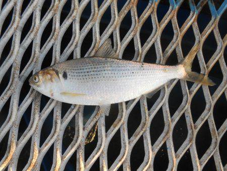 オリジナルメーカー海づり公園(市原市海づり施設) 釣果