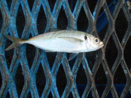 オリジナルメーカー海づり公園(市原市海づり施設) 釣果