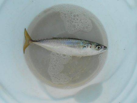 オリジナルメーカー海づり公園(市原市海づり施設) 釣果