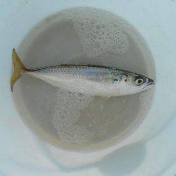 オリジナルメーカー海づり公園(市原市海づり施設) 釣果