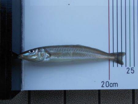 オリジナルメーカー海づり公園(市原市海づり施設) 釣果