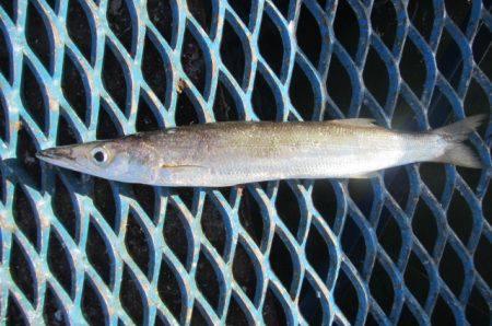 オリジナルメーカー海づり公園(市原市海づり施設) 釣果