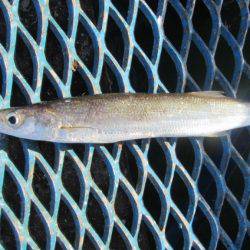 オリジナルメーカー海づり公園(市原市海づり施設) 釣果