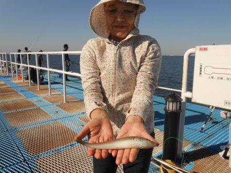 オリジナルメーカー海づり公園(市原市海づり施設) 釣果