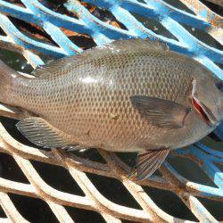 オリジナルメーカー海づり公園(市原市海づり施設) 釣果