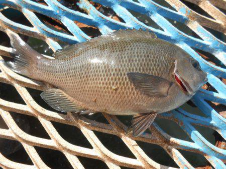 オリジナルメーカー海づり公園(市原市海づり…