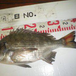 姫路市立遊魚センター 釣果